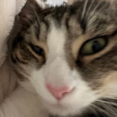 freckleweckle's profile picture. 