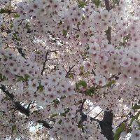 空 (@duguz8j1l5n8wv8) 's Twitter Profile Photo 空 (@duguz8j1l5n8wv8) 's Twitter Profile Photo