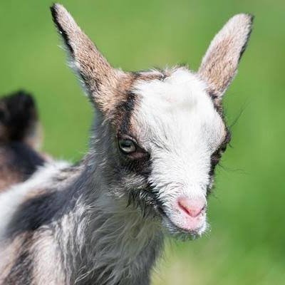 Welcome to @goatloversusa
We share daily #goat Contents 
Follow us if you really love goats