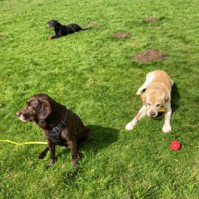 Labradors Henry 💛 Olly 🖤 and Beth 🤎#ZombieSquad #TheAviators #theruffriderz #XPSHQ 🌈 Baxter, Abbey, Rupert, Ozzie, Dogger, Jasper & Ralph 🌈