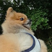 パーシー (@papapaparcy) 's Twitter Profile