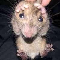 토우지그려주겠지? (@bso223344) 's Twitter Profile