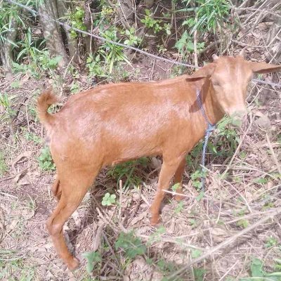 TheGoatFund's profile picture. Building $GOAT