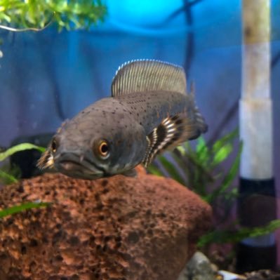 Kazu11876611's profile picture. フライフィシング、アクアリウム等(小型スネークヘッド)が趣味です。無言フォローすみません🙇アクア系や生き物全般、自然好きです😊気軽にフォローお願いします、基本フォロバします。綺麗な画像は技術とセンスが無いので撮れませんので。すいませんがDMでの誘いは返信しませんのでお願い致します。