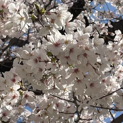 AgB【公式】 |【✨clan戦ゲリラ等のお問い合わせはDM下さい✨】