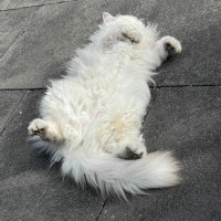 IzzyRascal (@izzyrascal21) 's Twitter Profile