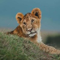 Synonymous Simmie (@simionkipaa) 's Twitter Profile