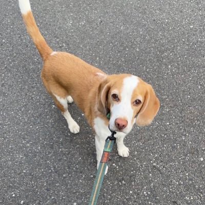 beagle_moca Profile Picture