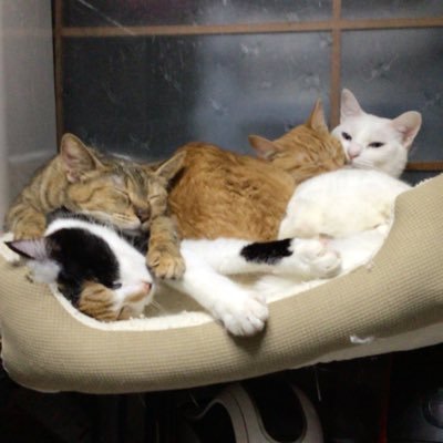 lucky9_cookie4's profile picture. 保護猫5匹 、保護犬1匹、子ども3人 みんなそれぞれ障碍がありうち1人は重度のアレルギー持ち 個性的な面々の家族です。訳あって孫2人 預かる事になりました。ff外からの絡み失礼します。日本酒大好き☺️🍶最近クラフトビールにハマってます🍺#黒の巣会#アース隊