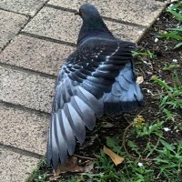 うねぽっぽ (@ha10_unpp) 's Twitter Profile
