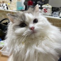 龍坊 (@b6zespl) 's Twitter Profile Photo