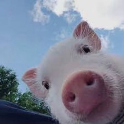 $THOMAS, Community Takeover. We dig the pig; oink oink 🐷 https://t.co/TKyeTjQyHQ