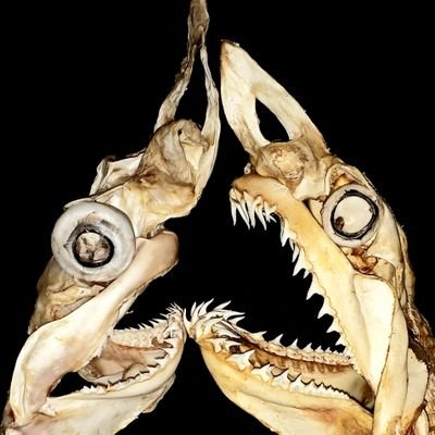 やや親露🇷🇺の骨格標本製作者です。　

中学生です。
メジロザメ科全部一緒に見える系アオザメ教徒です。
魚の頭に餓えてます。
ごくたまに雑なイラストを生産します。
マリンチャレンジプログラム2024