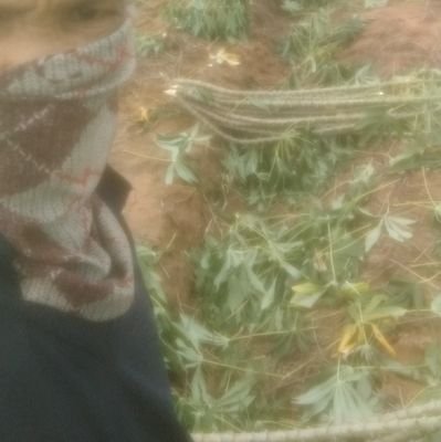 BigCoy660526's profile picture. เปนคนบ้านๆ