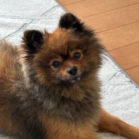 つぐ (@pon0293) Twitter profile photo