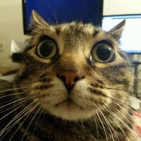Jarvis ๐ฟ (@jarvis3120) 's Twitter Profile