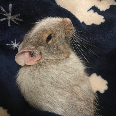 yukimcy56's profile picture. うつ病(→双極性障害？)・多嚢胞生卵巣・障害者手帳3級・障害年金3級・自立支援利用・債務整理中・30代。結婚してるけど実家で療養中… 過去にハムとねこと暮らしていました。今は実家にデグーがいます。動物・カフェ・カラオケ(うまくはない)がすき。