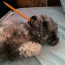 Calvin Van Peterson - @CalvinVanPeters - Twitter