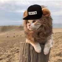 もちこ🐾DM (@dmochiko_824) 's Twitter Profile Photo