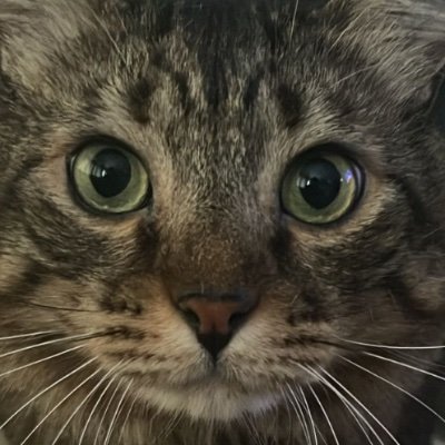 smussolin's profile picture. 