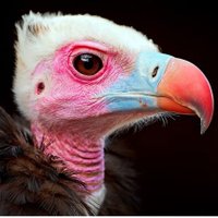 The Bird (@the876bird) 's Twitter Profile
