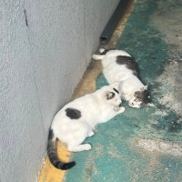 いち (@ichipws) 's Twitter Profile