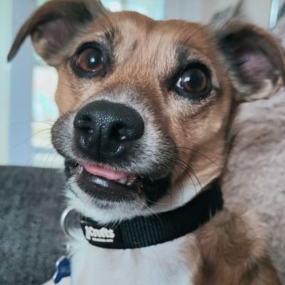 wonder_winston Profile Picture