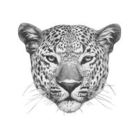 J.N_NTUMBA (@jn__ntumba) 's Twitter Profile