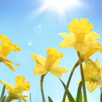 Daffodil נרקיס نرگس (@aggreen20) 's Twitter Profile