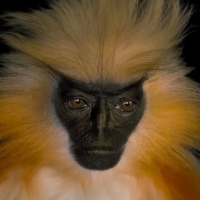 tsuigeo's profile picture. stacking bananas | member @TheArmoryDAO