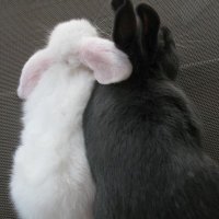 alo (@capricialo) 's Twitter Profile Photo alo (@capricialo) 's Twitter Profile Photo