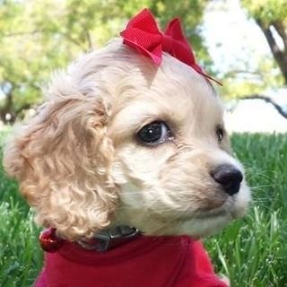 Cranky old woman.  Retired after 46 years in IT.  Volunteers with dog rescue, enjoys the beach, and loves the Phillies.