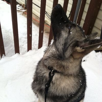 bunbumbutt's profile picture. 🐻‍❄️ bun thought archive - online pup blog - problematic dni 𖦏 - minors dni 𖦏 - 22 🗝️🐇 public on @nathan800800