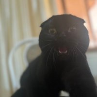 ne gerek var (@anarsikolik) 's Twitter Profile