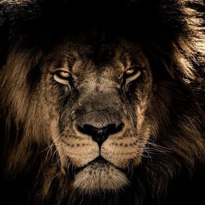 chimae_c's profile picture. 