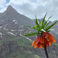 Piroz Çiya (@raman7782985) Twitter profile photo