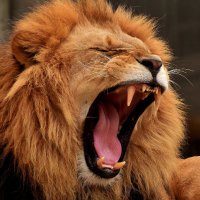 Okelion (@okelion2) 's Twitter Profile