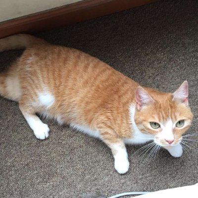 Waffles is the @davincij15's cat and you better buy 1$ worth of $WAFFLES before it's too late

CA: 8doS8nzmgVZEaACxALkbK5fZtw4UuoRp4Yt8NEaXfDMb