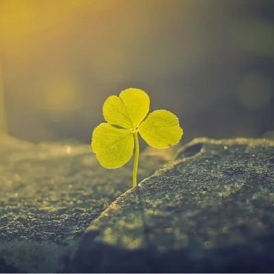 Tron13Duc's profile picture. nam