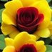عاشق الورد (@nba12345679) Twitter profile photo عاشق الورد (@nba12345679) Twitter profile photo