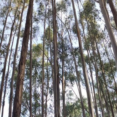 Kalise_OR's profile picture. 