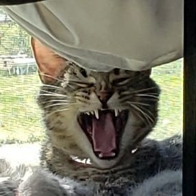 Z_Kurtz's profile picture. American Right Leaning Libertarian & SILENT MAJORITY. Typo Queen.
Divide Gov't, not ppl.