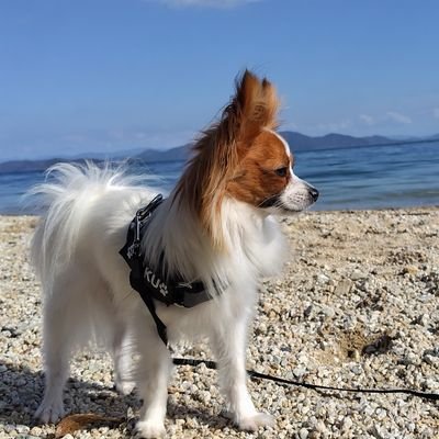 2023.01.20生まれのパピヨン犬 珀(ハク)🐶
1歳で2.0kgの超小柄な男の子♂
うちに来てすぐから、門脈シャントの疑いで3ヶ月ほど病院通い。社会化期を完全に逃してしまったので、警戒心の塊、怖がりで人や犬によく吠える子。ただ今絶賛トレーニング中！男の人以外は大丈夫になってきたよ♪わんちゃんはまだ苦手💦