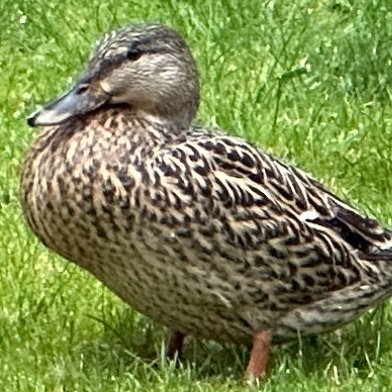 goawayforever66's profile picture. complaints only