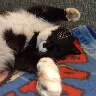 猫、宇宙、都市伝説、マンウィズ、ACIDMAN好きです。