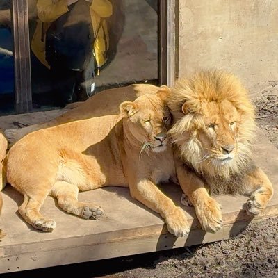 【らいおん丸】 ライオン丸 (@2poodles_smile) / Posts / X