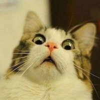 PaoPaoTheCat (@paopaothecat) 's Twitter Profile
