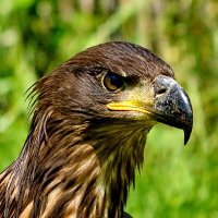 Codalbul (@codalbulro) 's Twitter Profile