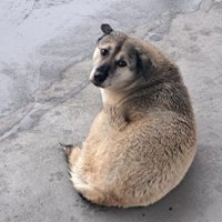 M. Arda Yelbey (@ieksayi) Twitter profile photo