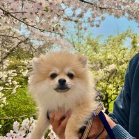 すだち🍊 (@jyuushimatukai) Twitter profile photo